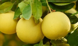 Les Hespérides - Coopérative de la Riviera Française - Pomelos blanc 5kg