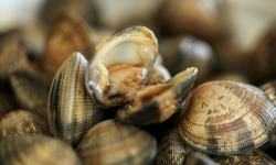 Aquaculture Chez Jaouen - Palourdes 500g