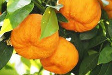 Les Hespérides - Coopérative de la Riviera Française - Orange amère 5kg