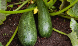 Maréchal Fraicheur - Courgettes - 1 kg