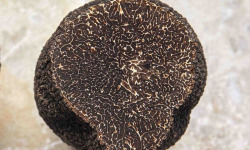 Plantin - L'art de la truffe depuis 1930 - Morceaux de truffe noire 500g