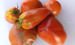 Aux Jardins des Colibris - 3kg assortiment de tomates anciennes Bio