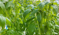 Nature et Saveurs - Ferme Aquaponique et Permacole Astérienne - Basilic Grand Vert Eleonora (Bouquet Frais)