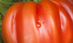 Mon Petit Producteur - Tomate Bio Coeur De Boeuf