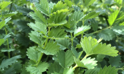 Nature et Saveurs - Ferme Aquaponique et Permacole Astérienne - Pimprenelle fraîche – l’aromatique vivace au goût de concombre