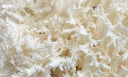 Naturélium - L’hydne corail 500g