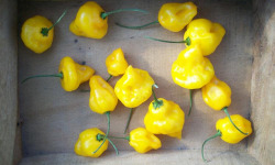 SCEA HERBA HUMANA - Piment frais Trinidad perfume
