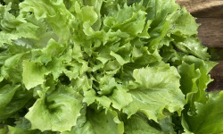 Le Potager de Sainte-Hélène - Salade Scarole