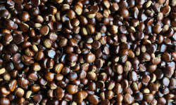 Lou Codou, microferme du Caillou - [Précommande] Châtaignes fraîches - 3kg