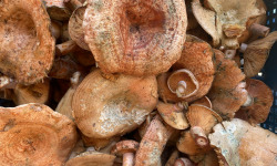 Des Poules et des Vignes à Bourgueil - Lactaire délicieux
