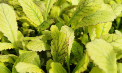Nature et Saveurs - Ferme Aquaponique et Permacole Astérienne - Jeunes feuilles de moutarde Osaka — intensité et finesse japonai