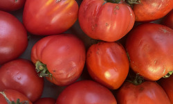 Des Poules et des Vignes à Bourgueil - Tomates pour sauces, salades