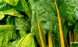 Nature et Saveurs - Ferme Aquaponique et Permacole Astérienne - Jeune blette jaune Pamella - 250g