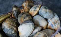 Aperibay – Les Shellfarmers épicuriens - Palourdes 3kg