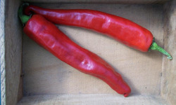 HERBA HUMANA - Piment frais Piquant d'Algérie - 300g