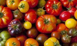 Les Jardins de Gérard - Tomate ancienne Bio - 3 kg