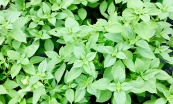 Maison Argentain - Basilic Citron Vert - 70g