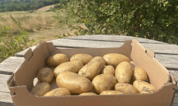 Ferme Sinsac - Pomme de terre nouvelle en sachet de 500 grs