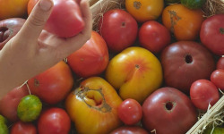 Le Cayre de Valjancelle - Bruno Cayron et Isé Crébely - Tomates anciennes en mélange - 11kg