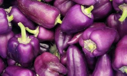 ChâteauFer - Poivron violet - Paprika 1kg
