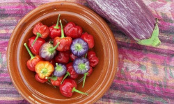 HERBA HUMANA - Piment frais Pumpkin 172g