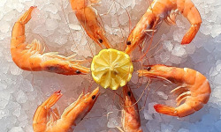 Camargue Coquillages - Crevettes Cuites au sel de Camargue