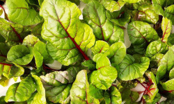 Nature et Saveurs - Ferme Aquaponique et Permacole Astérienne - Blette jeune rouge Charlotte - 250g