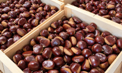 Naturélium - Châtaigne d’Ardèche Comballe extra gros calibre – 1 kg, 2,5 kg ou 5 kg