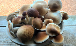 Champinette et Aromates - Pholiotes du peuplier