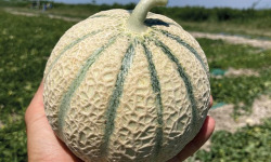 Les Champs Paradis - melon type charentais