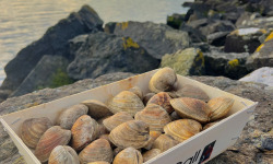 Jean Luc Le Gall Huîtres et Coquillages - Clams