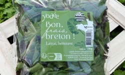 Agriloops - Laitue & Betterave Bretonnes 4 x 150 g