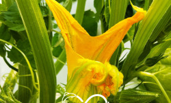 Nature et Saveurs - Ferme Aquaponique et Permacole Astérienne - Fleurs de Courgette