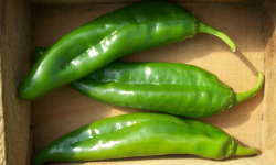 SCEA HERBA HUMANA - Piment frais Anaheim Chili - 400g