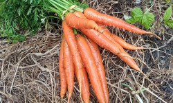 Aux Jardins des Colibris - Botte de carottes nouvelles Bio
