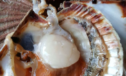 Saint Kerber - Cancale - Coquilles Saint Jacques de plongée 3kg