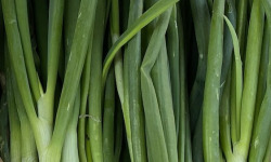 Ferme Sinsac - oignons frais en botte de 250 grs (blanc)