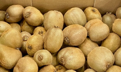 L'OLIVERAIE DU COUDON - KIWI VERT  6KG    CATEGORIE 2    ###  IL SONT DE RETOUR ####