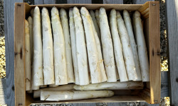 Les Asperges Perroteau - Asperges Blanches du Blayais IGP - catégorie 28/32- 3kg