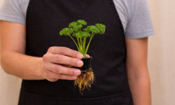 Nature et Saveurs - Ferme Aquaponique et Permacole Astérienne - Persil frisé vivant – fraîcheur aérée et coupe à la demande