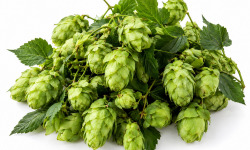 Naturélium - houblon sauvage