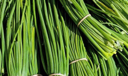 Nature et Saveurs - Ferme Aquaponique et Permacole Astérienne - Ciboulette fraîche – fine, parfumée, irrésistible