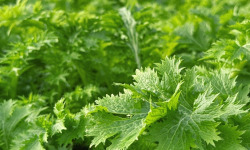 Agriloops - Mizuna - sachet 150 g