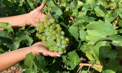 Délit de Gourmandise - Raisin Muscat Blanc du Roussillon Bio - 3kg