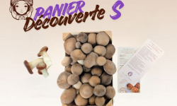 Les Myconautes - Panier Myconautes champignons bio - Taille S