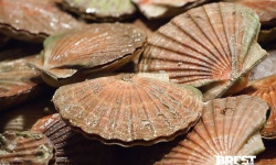 Brest Marée - Coquilles St Jacques entières de la Baie de Morlaix- 6kg