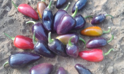 HERBA HUMANA - Piment Jalapeno Pourpre - 300g
