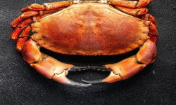 Brest Marée - Tourteaux Mâles - pièce de 900g