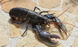 Brest Marée - Homard Européen vivant - pièce de 600g