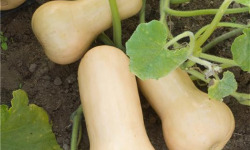 Les Jardins de Mondpa - courge
